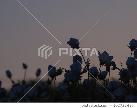 nemophila in the evening nemophila in the evening 102722455