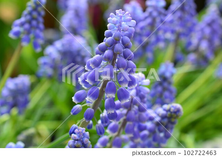 葡萄風信子 (muscari) 102722463