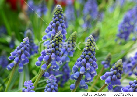 葡萄風信子 (muscari) 102722465