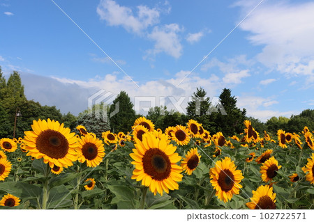 Sunflower 2 with a sense of the season in Umami Hillside Park 102722571