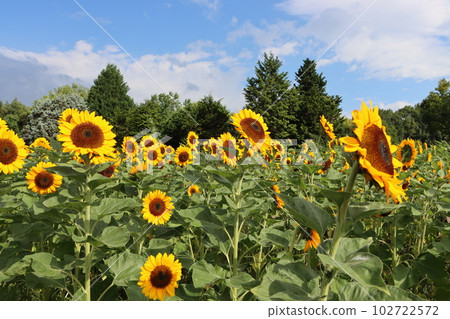 Seasonal sunflowers in Umami Hillside Park 102722572