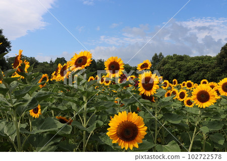 在晨光中醒來的向日葵今天也長得很好。 102722578