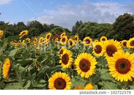 The sunflower awakened by the morning light is doing well again today-6 102722579