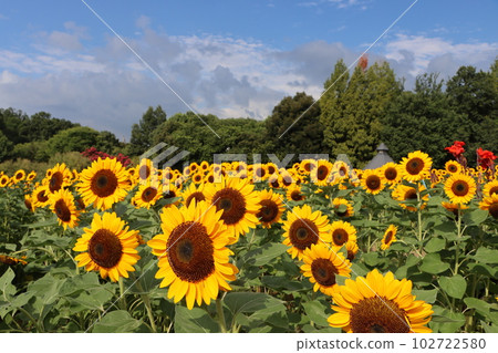 The sunflower awakened by the morning light is also fine today-5 102722580