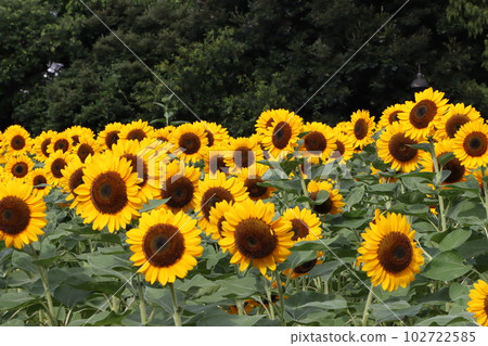 The sunflower awakened by the morning light is still active today 102722585