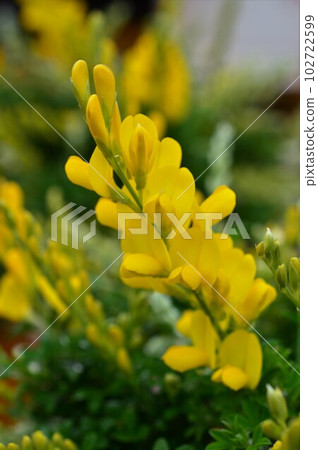 Enishida (Kinjaku branch, Kinjakuji) 102722599