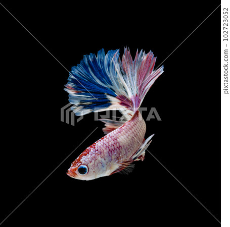 Tricolor of white blue and red half moon Siamese fighting fish isolated on black background Tricolor of white blue and red half moon Siamese fighting fish isolated on black background 102723052