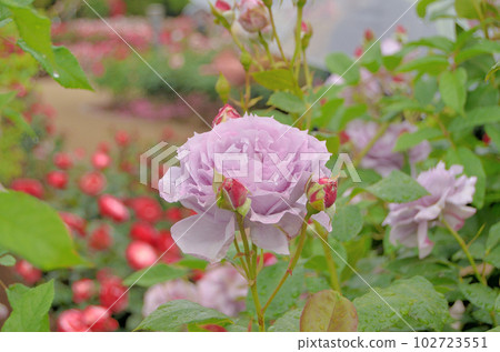 Beautiful roses in the rose garden of the town administration memorial park in Ina Town, Saitama Prefecture Beautiful roses in the rose garden of the town administration memorial park in Ina Town, Saitama Prefecture 102723551