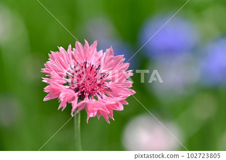 Yagurumagiku 102723805