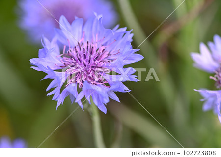 Yagurumagiku 102723808