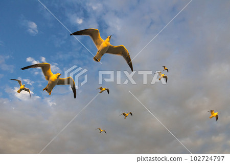 一群黑尾鷗 102724797