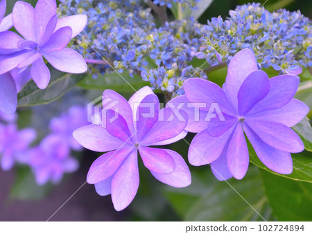 繡球花舞會花瓣的特寫照片 102724894