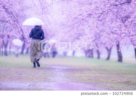 北淺葉櫻堤公園雨中撐傘行走的女性背影 102724908