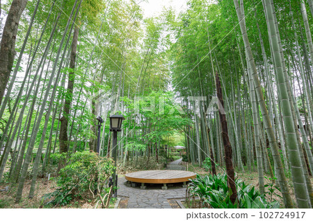 修善寺 新綠竹林中的小徑 修善寺 新綠竹林中的小徑 102724917