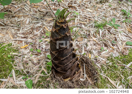 修善寺竹林竹筍 102724948