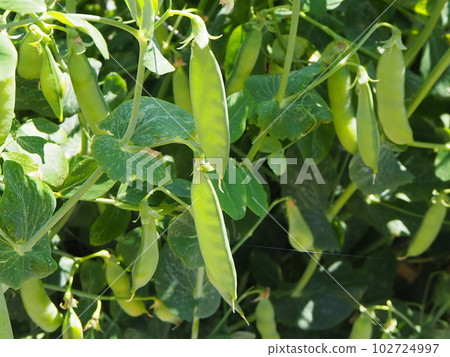 住在鄉下,菜園,豌豆,收穫 住在鄉下,菜園,豌豆,收穫 102724997