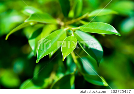 banyan tree or Ficus annulata or ficus bengalensis 102725437