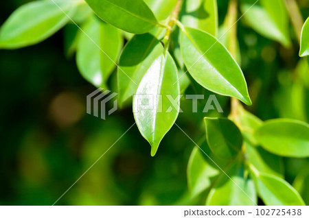 banyan tree or Ficus annulata or ficus bengalensis banyan tree or Ficus annulata or ficus bengalensis 102725438