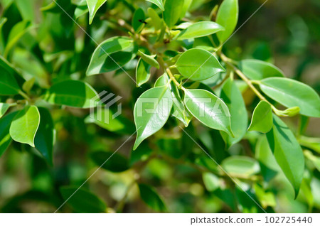 banyan tree or Ficus annulata or ficus bengalensis 102725440