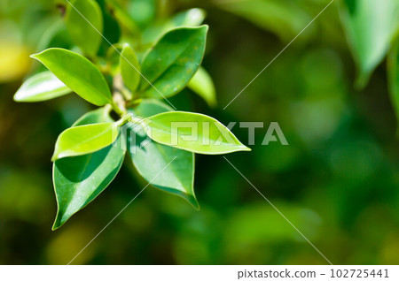 banyan tree or Ficus annulata or ficus bengalensis 102725441