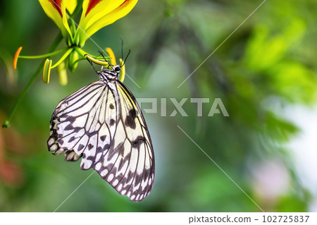 Rice paper butterfly posing on flower. Rice paper butterfly posing on flower. 102725837