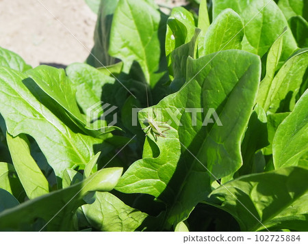 Living in the country Grasshoppers and spinach Kitchen garden Harvesting spinach with worms Living in the country Grasshoppers and spinach Kitchen garden Harvesting spinach with worms 102725884