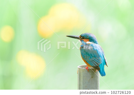 Yellow irises and kingfishers 102726120