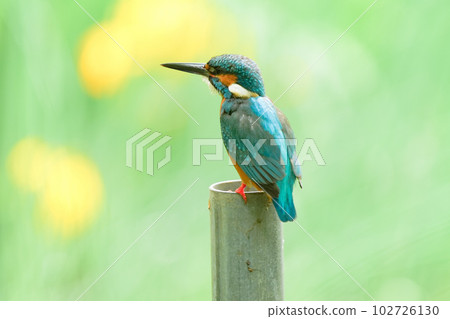 黃色虹膜和翠鳥 102726130