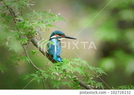 Kingfisher perched on a maple branch Kingfisher perched on a maple branch 102726132