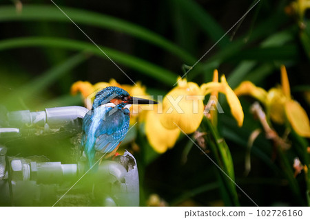 Yellow irises and kingfishers 102726160