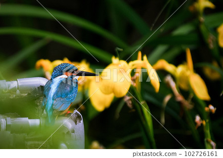 Yellow irises and kingfishers 102726161