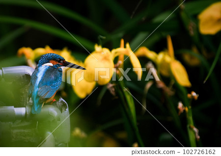 Yellow irises and kingfishers 102726162