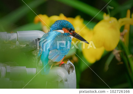 黃色虹膜和翠鳥 黃色虹膜和翠鳥 102726166