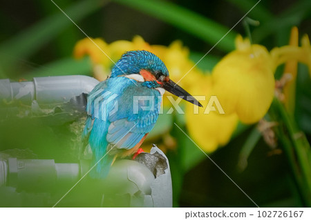 Yellow irises and kingfishers 102726167