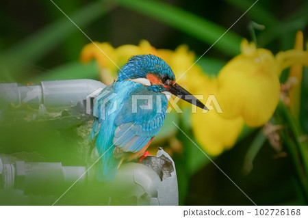 Yellow irises and kingfishers 102726168