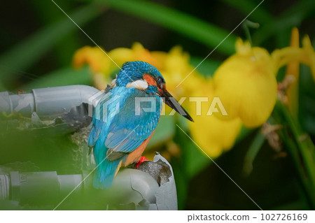 Yellow irises and kingfishers Yellow irises and kingfishers 102726169