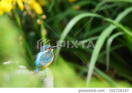 黃色虹膜和翠鳥 黃色虹膜和翠鳥 102726187