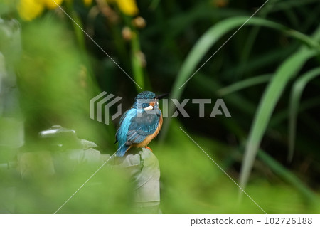 Kingfisher resting on a water pipe in a pond Kingfisher resting on a water pipe in a pond 102726188