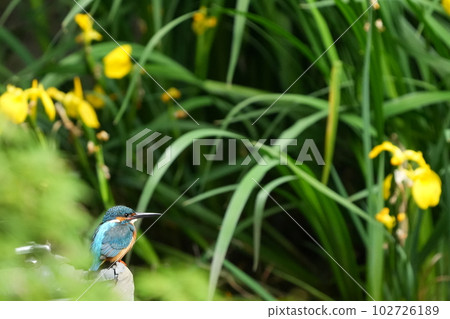 Yellow irises and kingfishers Yellow irises and kingfishers 102726189