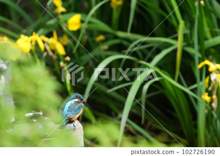 Yellow irises and kingfishers Yellow irises and kingfishers 102726190