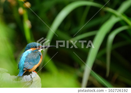 Kingfisher resting on a water pipe in a pond Kingfisher resting on a water pipe in a pond 102726192