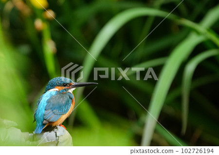 Kingfisher resting on a water pipe in a pond 102726194