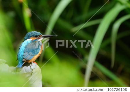翠鳥在池塘的水管上休息 翠鳥在池塘的水管上休息 102726198