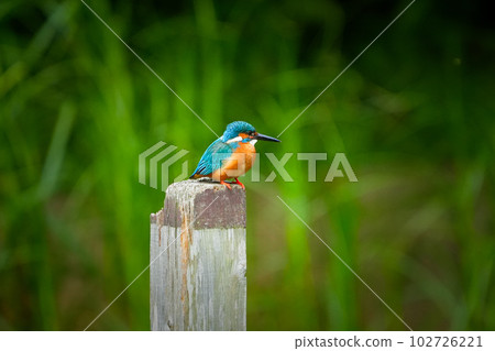 A kingfisher searching for prey from a pier post 102726221