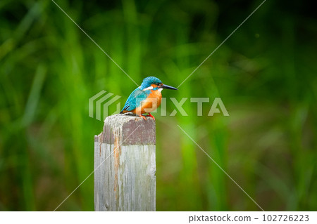 A kingfisher searching for prey from a pier post 102726223