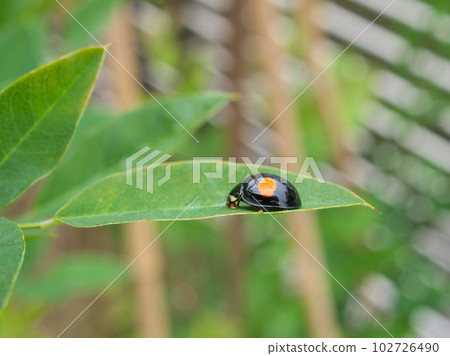 Ladybird (Namitentou) Ladybird (Namitentou) 102726490