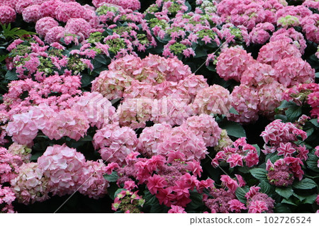 盛開的繡球花 102726524