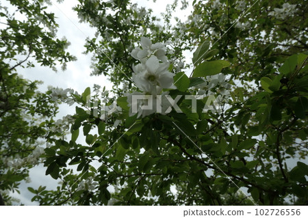 琉球白花 102726556