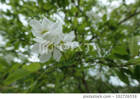 Ryukyu Bai flower Ryukyu Bai flower 102726558
