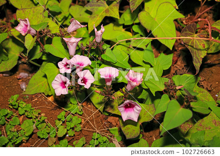 Sweet potato flowers blooming on Kouri Island in Okinawa Sweet potato flowers blooming on Kouri Island in Okinawa 102726663